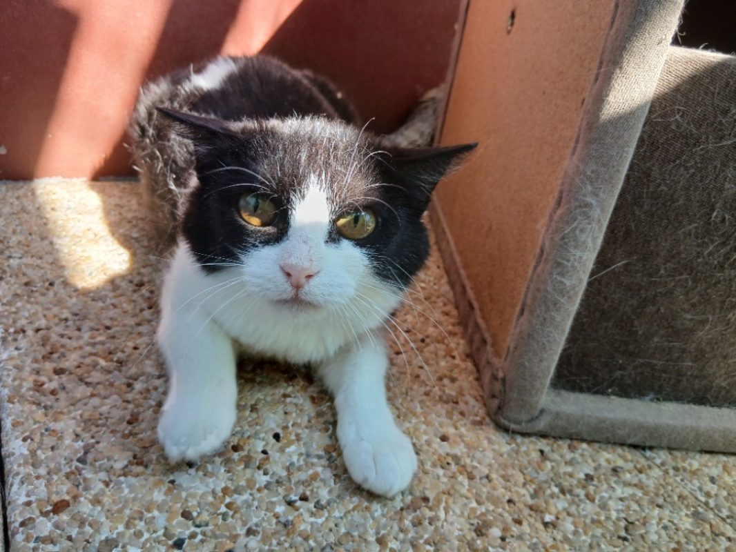 Griotte - Chat Européen à adopter