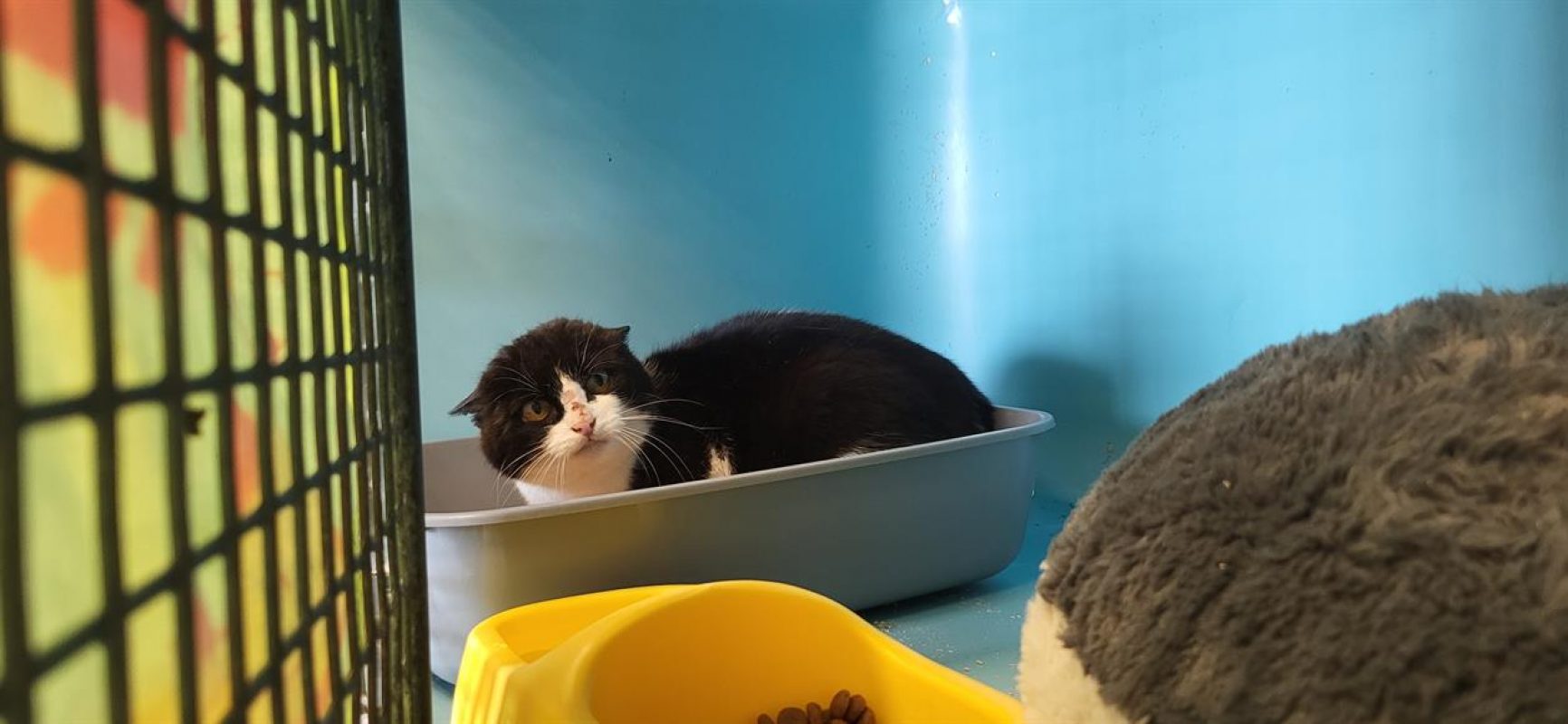 Griotte - Chat Européen à adopter - photo 2