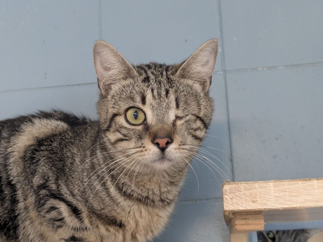 Jules - Chat Européen à adopter