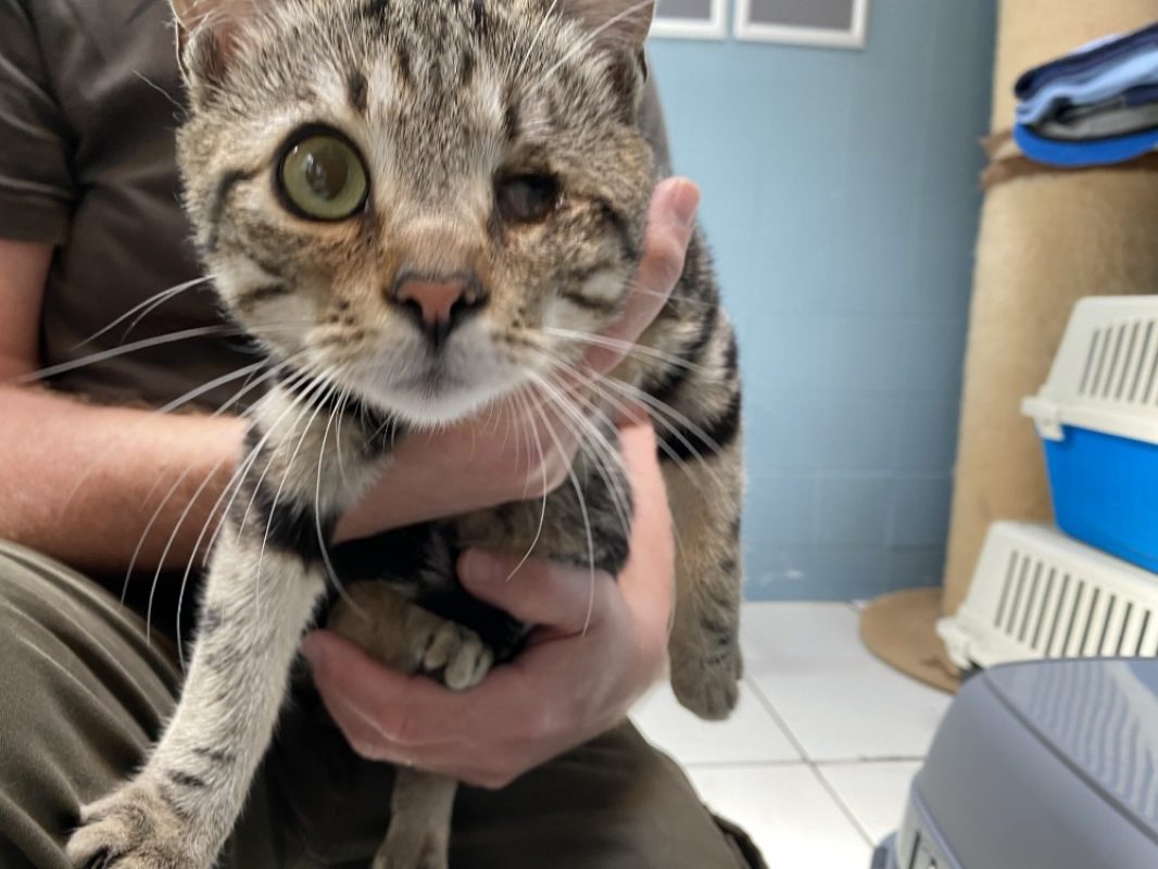 Jules - Chat Européen à adopter - photo 2