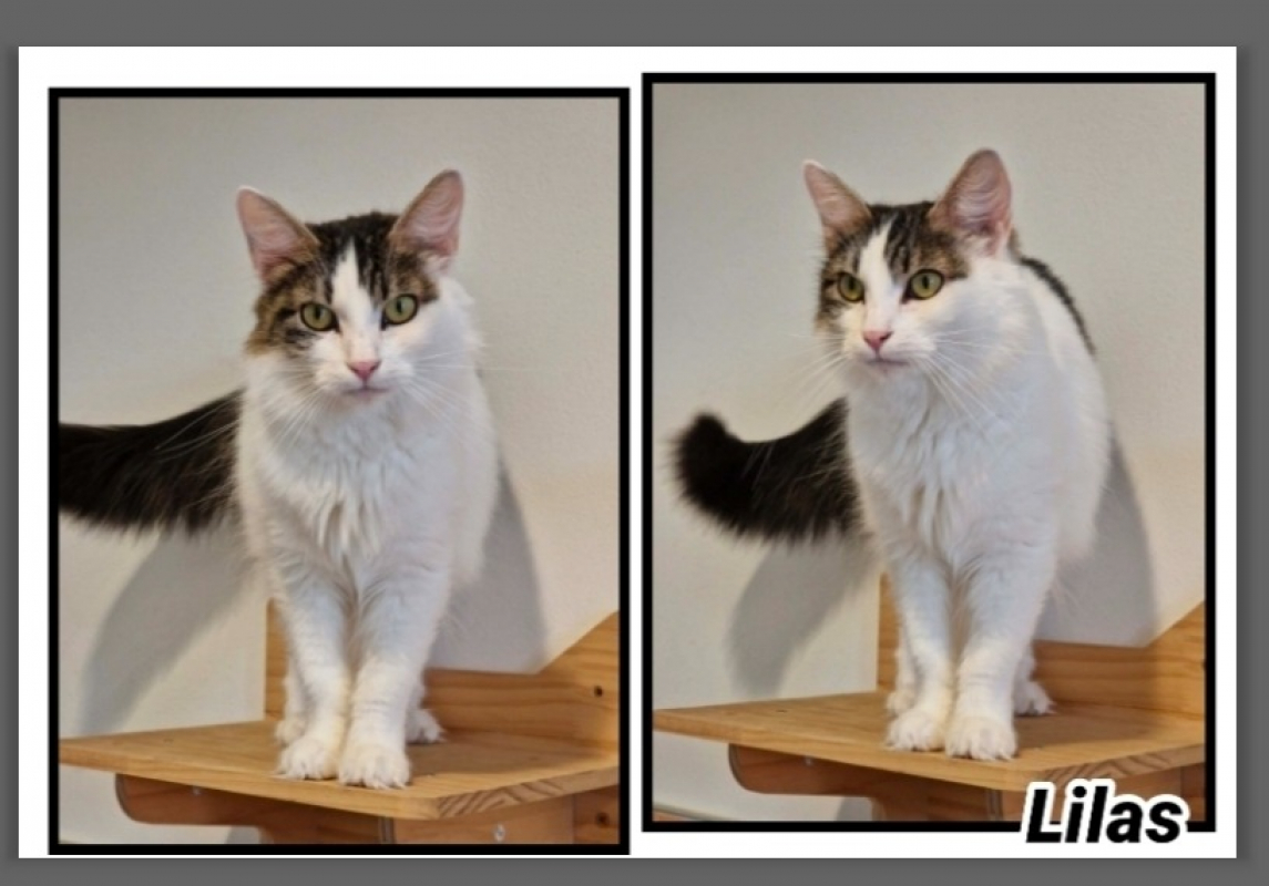 Photo de Lilas