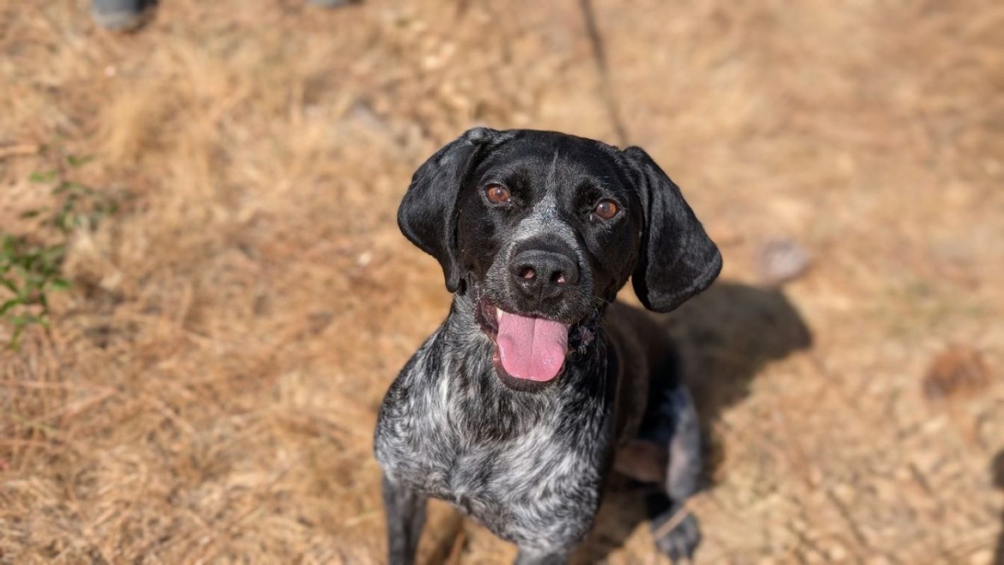 Tubi - Chien Braque allemand à poil court à adopter