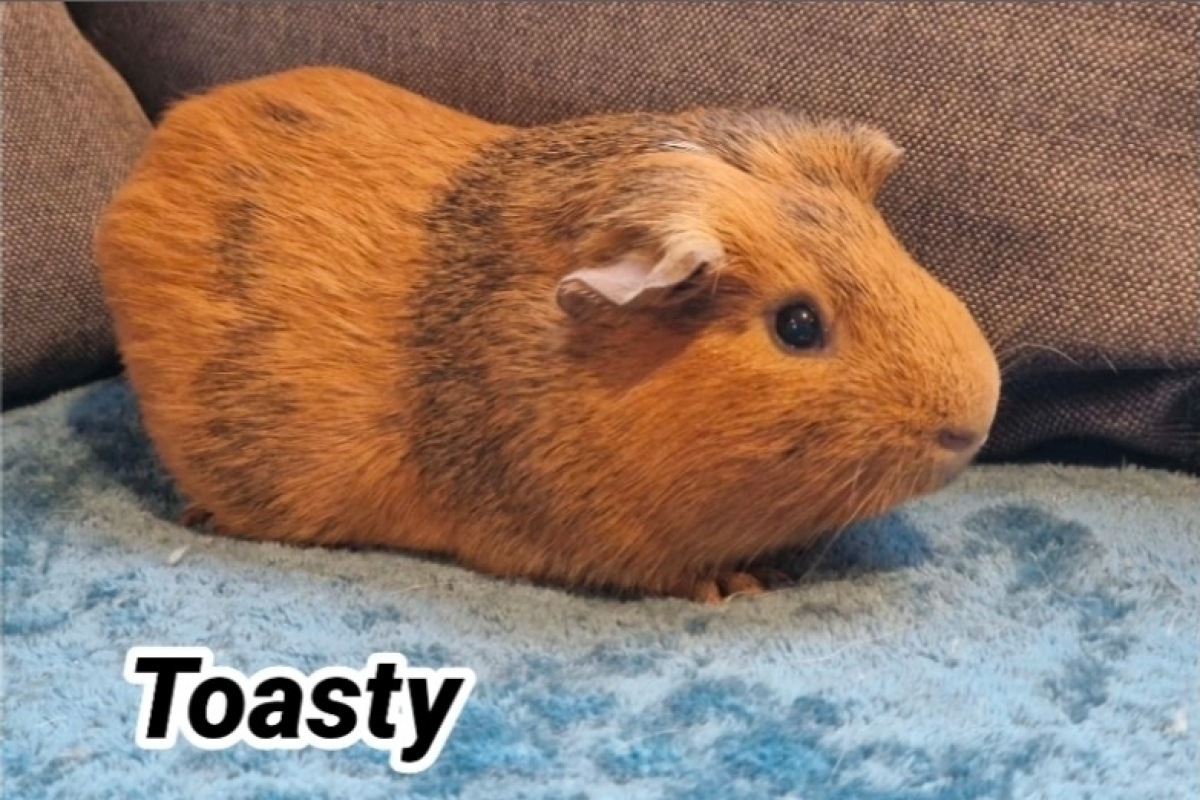 Photo de Toasty