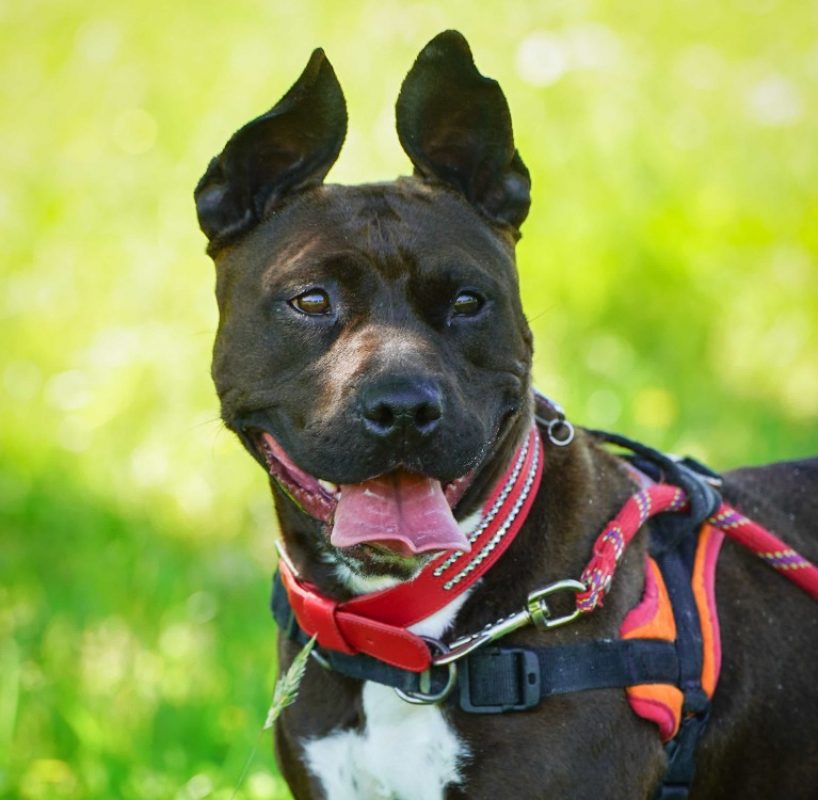 Saphir - Chien à adopter