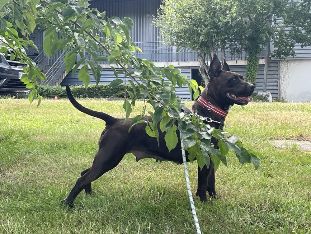 Saphir - Chien à adopter - photo 2