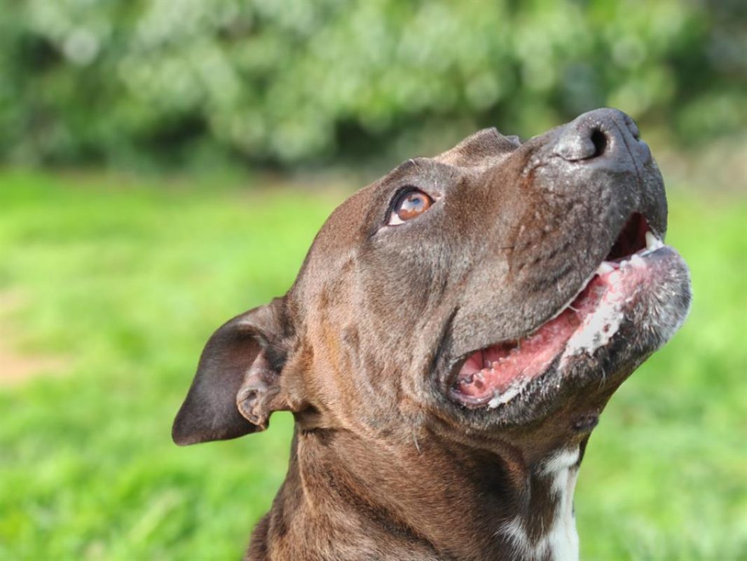 Saphir - Chien à adopter - photo 3