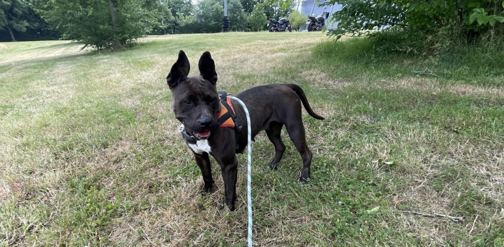 Saphir - Chien à adopter - photo 4