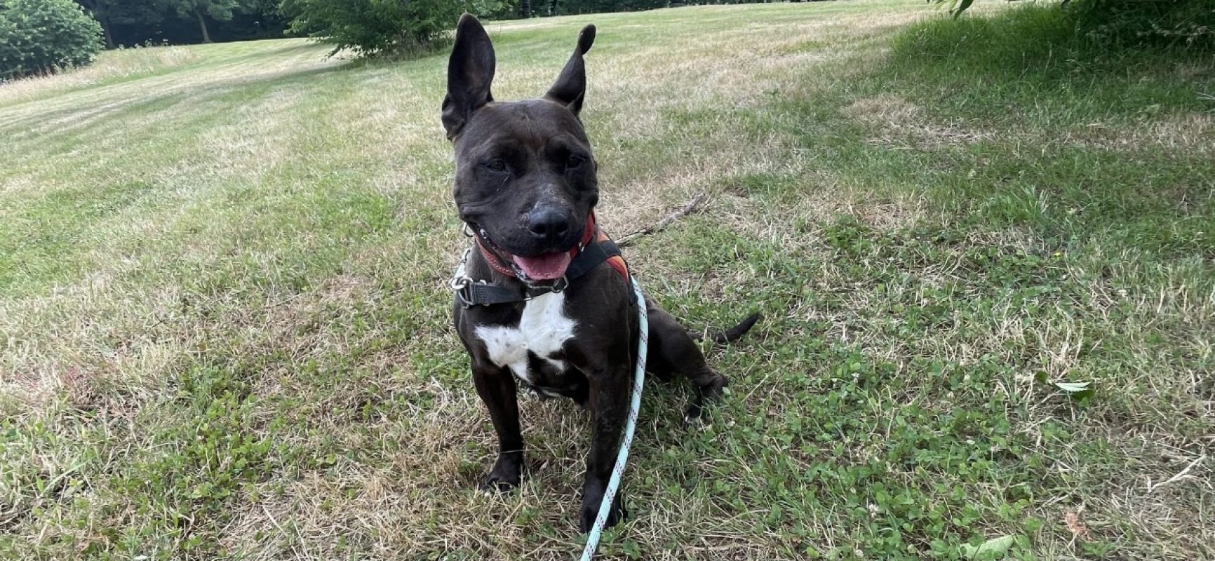 Saphir - Chien à adopter - photo 5