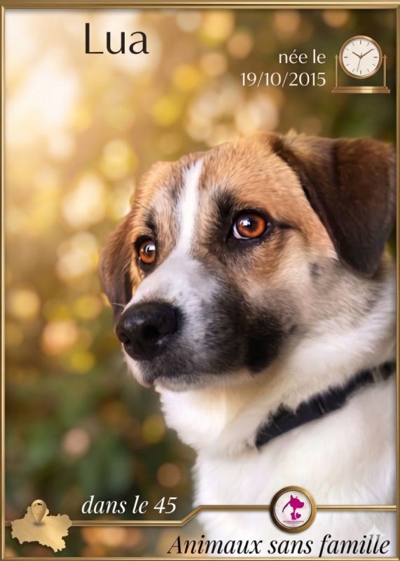 Lua - Chien à adopter