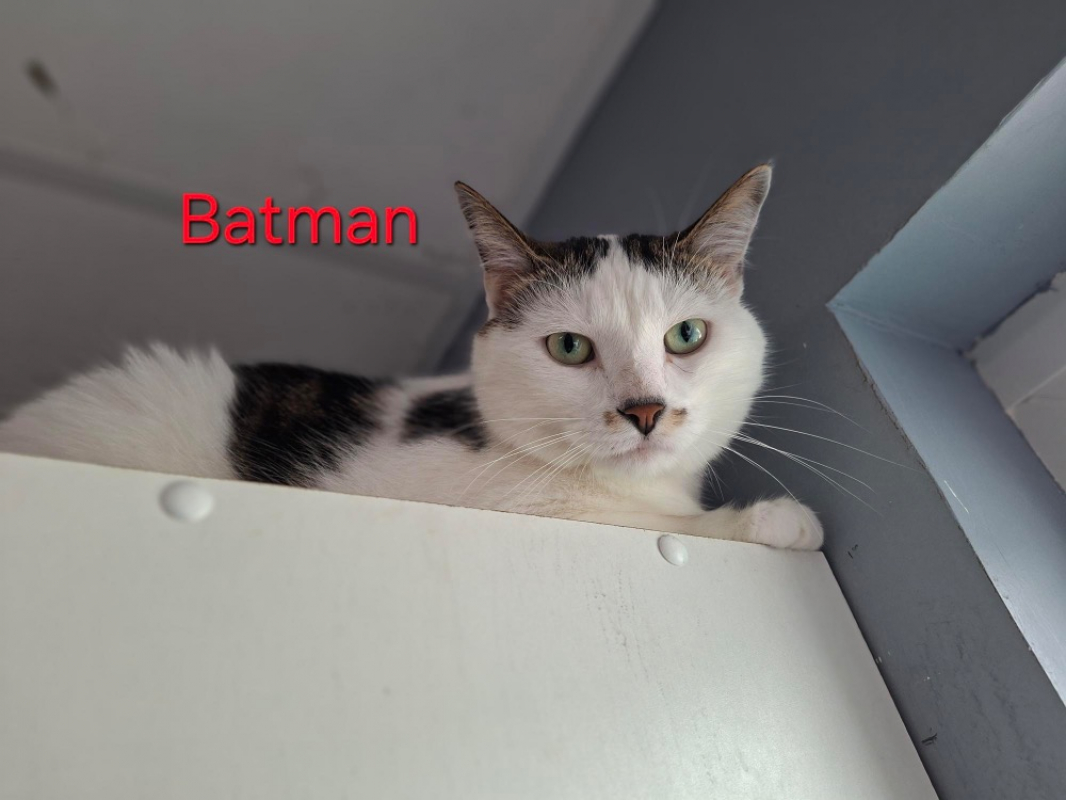 Photo #1 de Batman