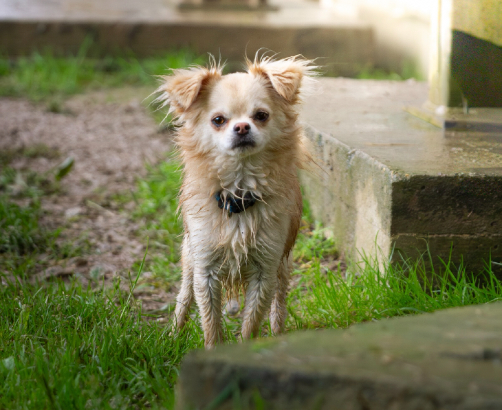 Photo #1 de Milou