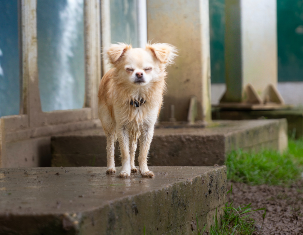 Photo #2 de Milou