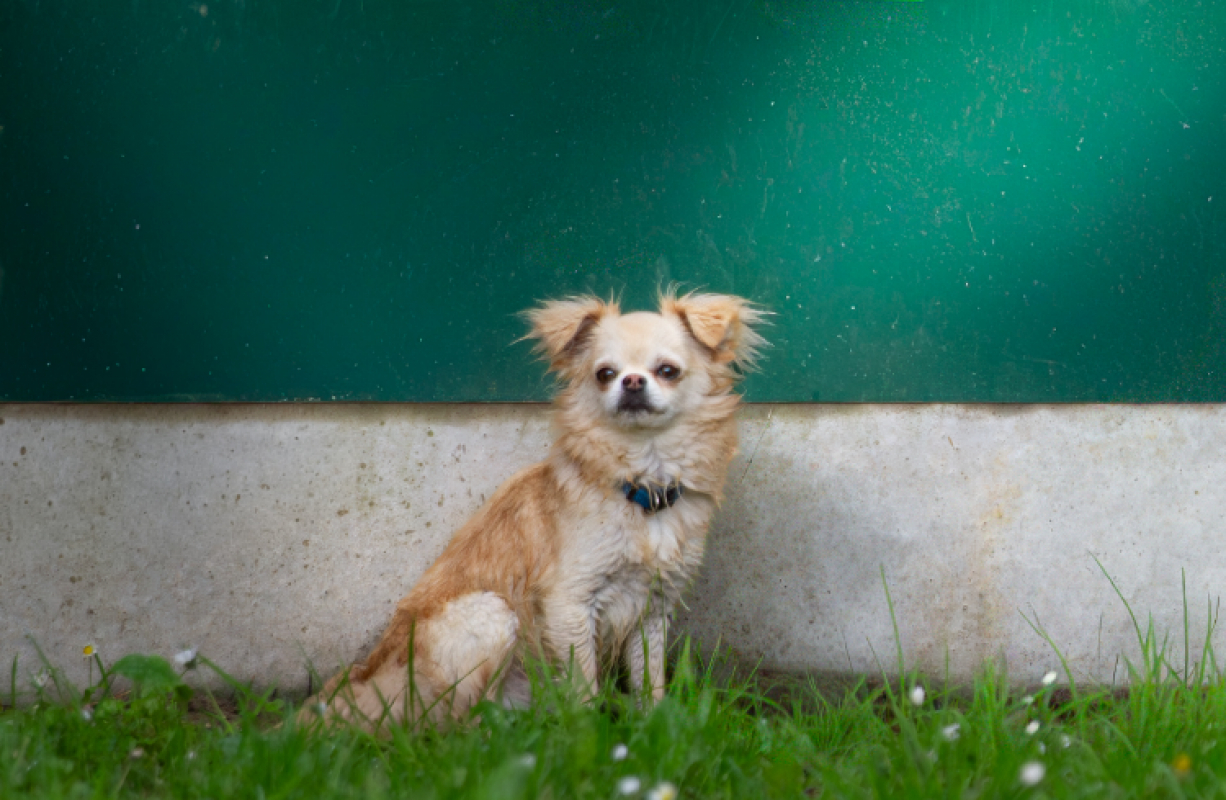 Photo #4 de Milou