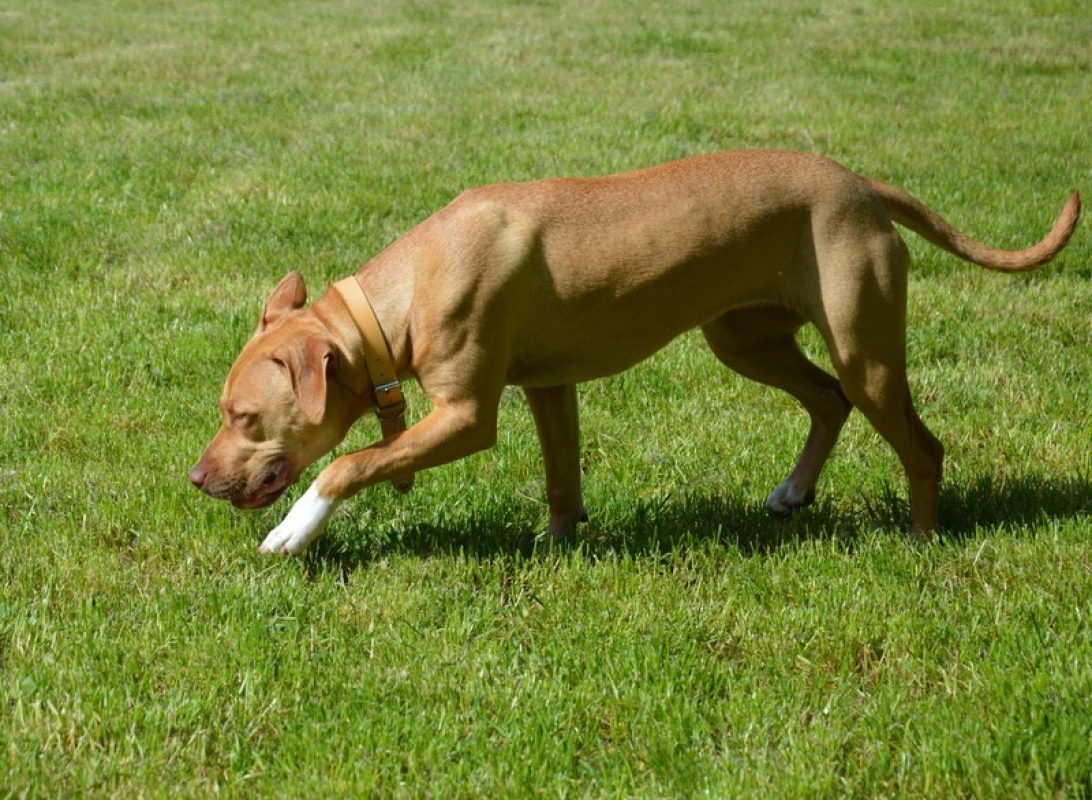 Soka - Chien à adopter à Chamarande (91) - Animaux.fr
