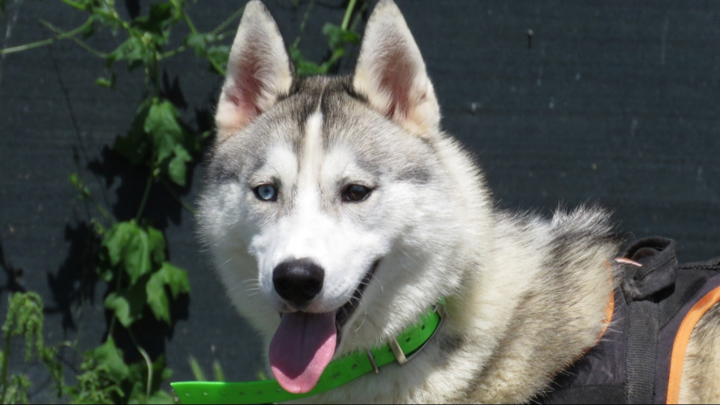 Photo #1 de Niska