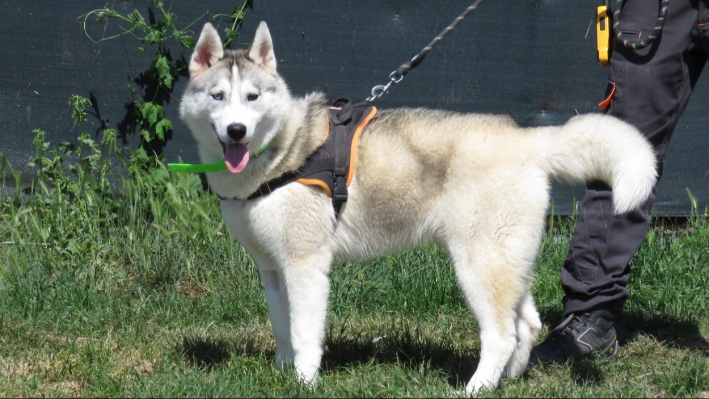 Photo #2 de Niska