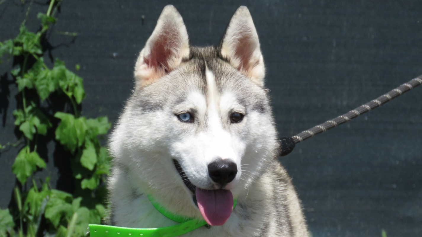 Photo #3 de Niska