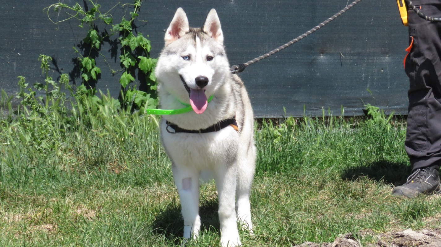 Photo #4 de Niska