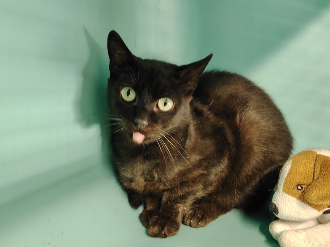 Obama - Chat Européen à adopter