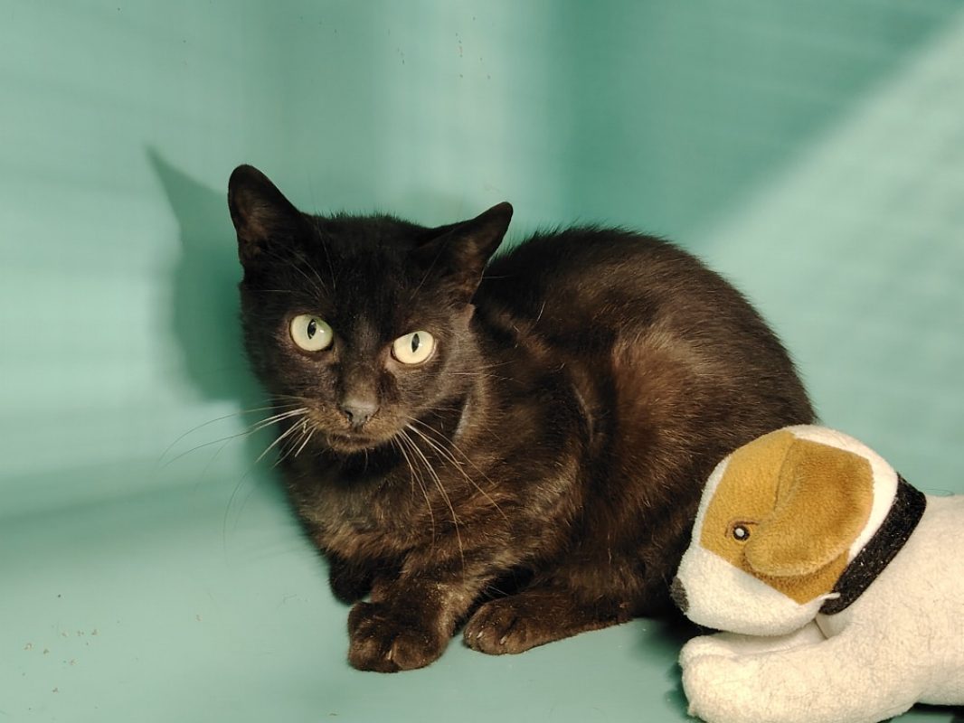 Obama - Chat Européen à adopter - photo 2