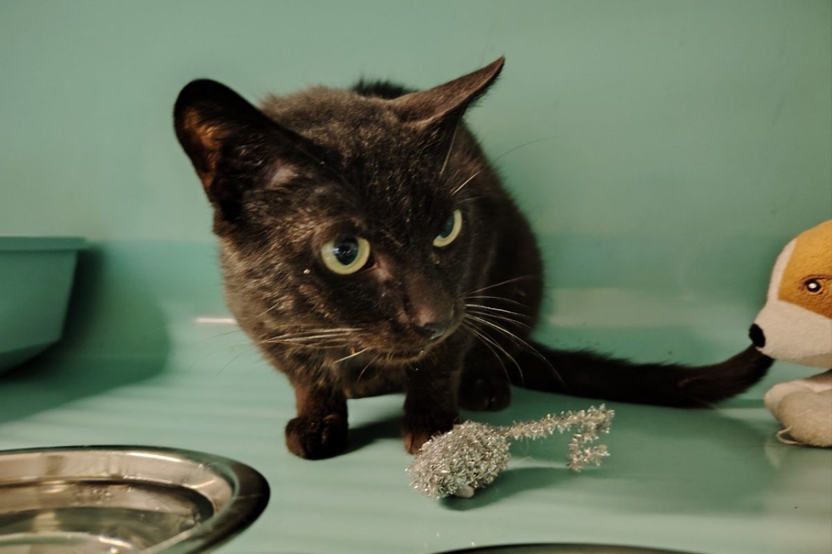 Obama - Chat Européen à adopter - photo 3