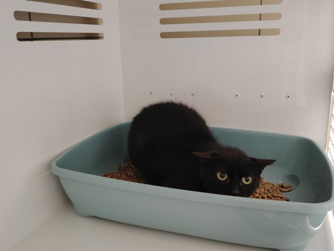 Obama - Chat Européen à adopter - photo 4