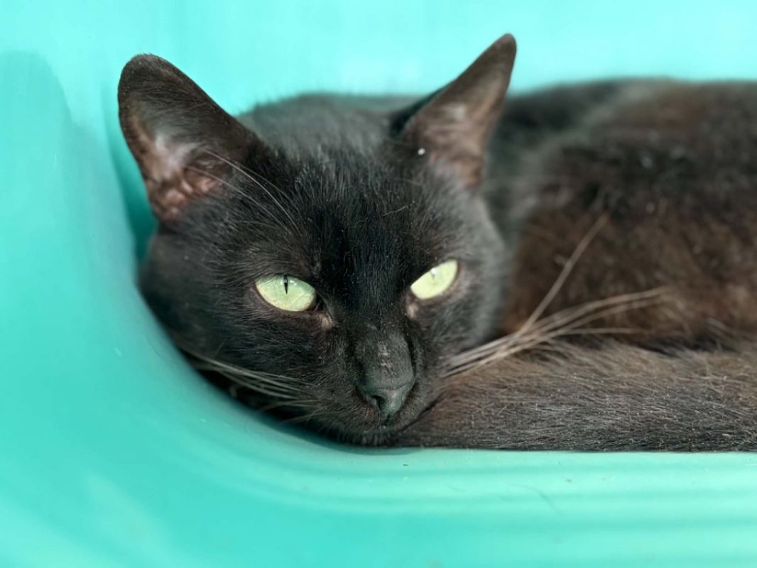 Obama a trouve sa famille - Chat Européen à adopter