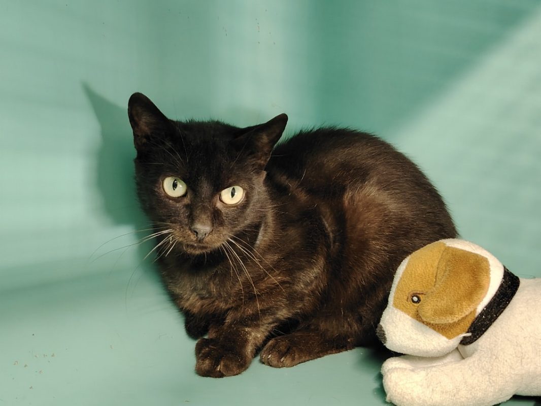 Obama a trouve sa famille - Chat Européen à adopter - photo 2