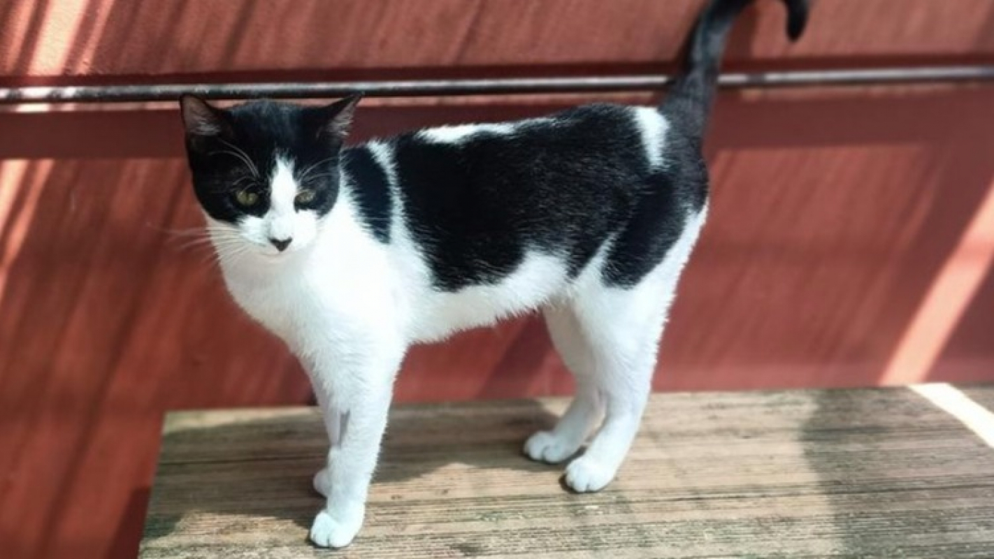 Photo de Bijela