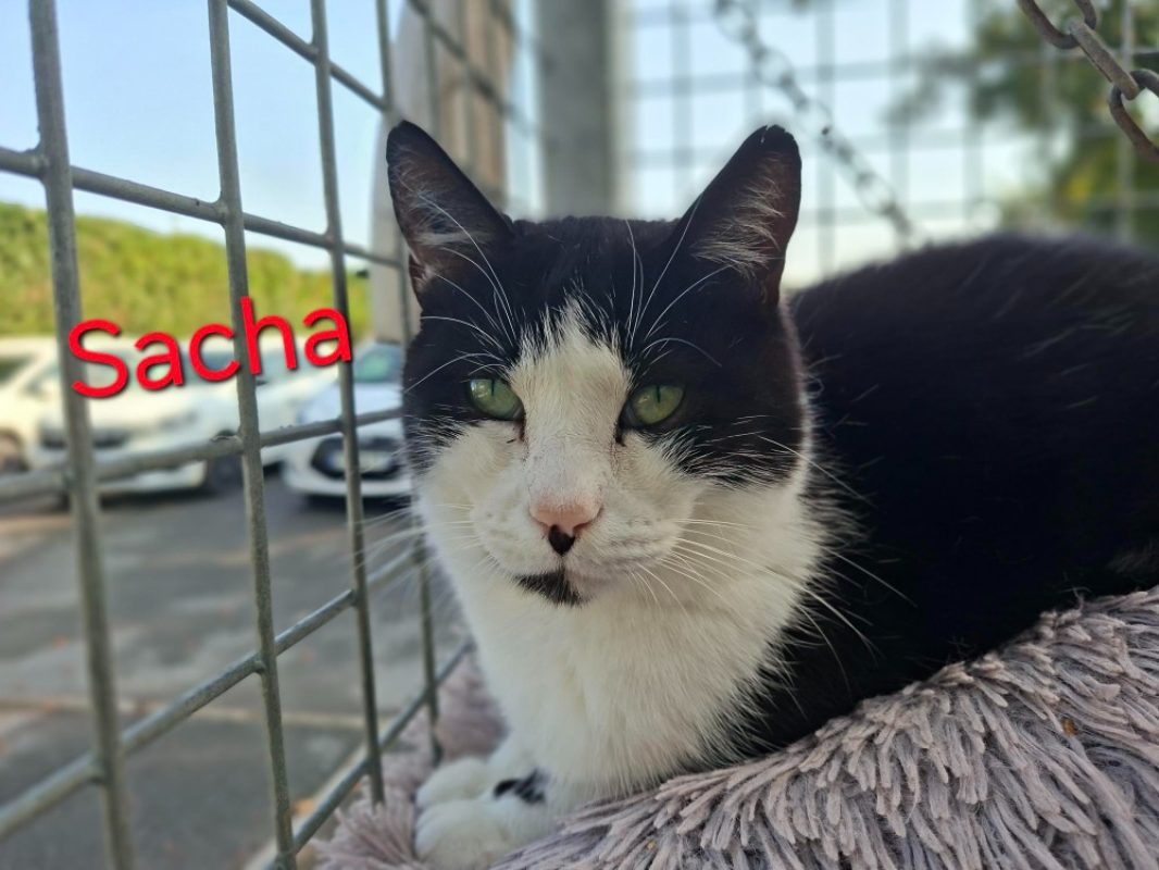 Sacha - Chat Européen à adopter