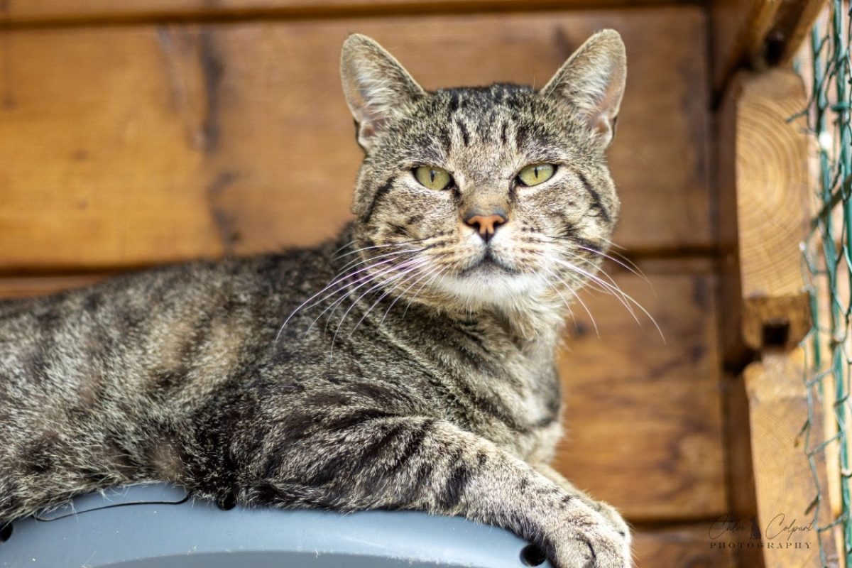Oregon - Chat Européen à adopter