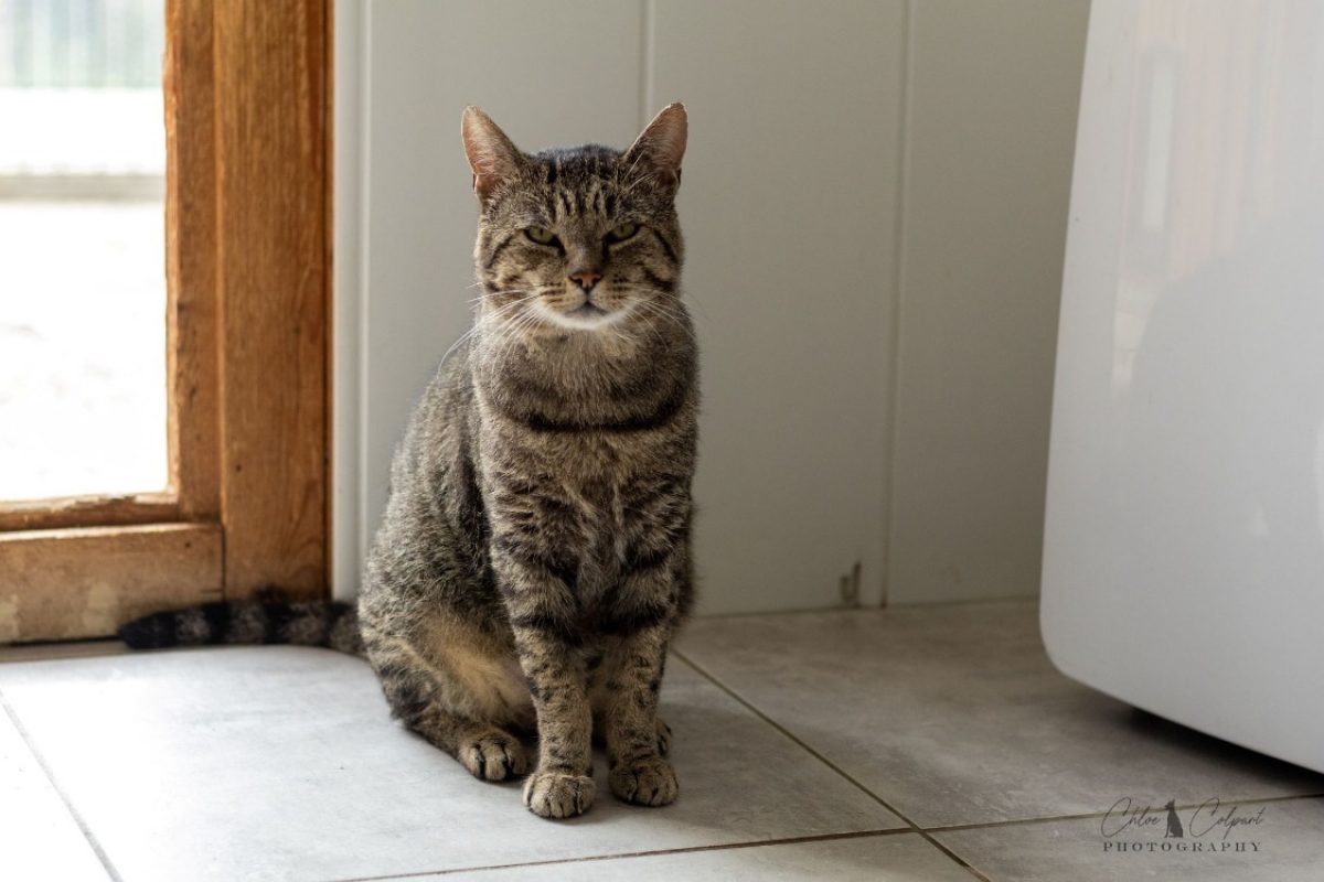 Oregon - Chat Européen à adopter - photo 2