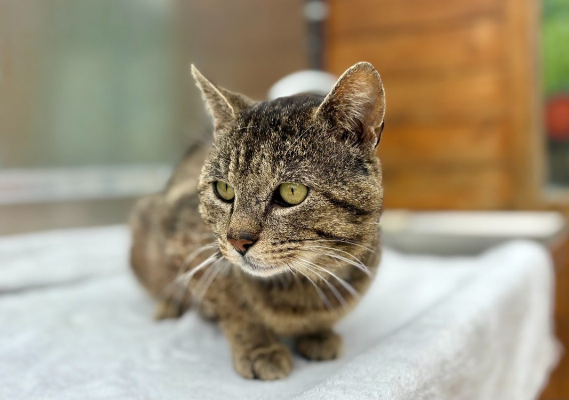 Oregon - Chat Européen à adopter - photo 6