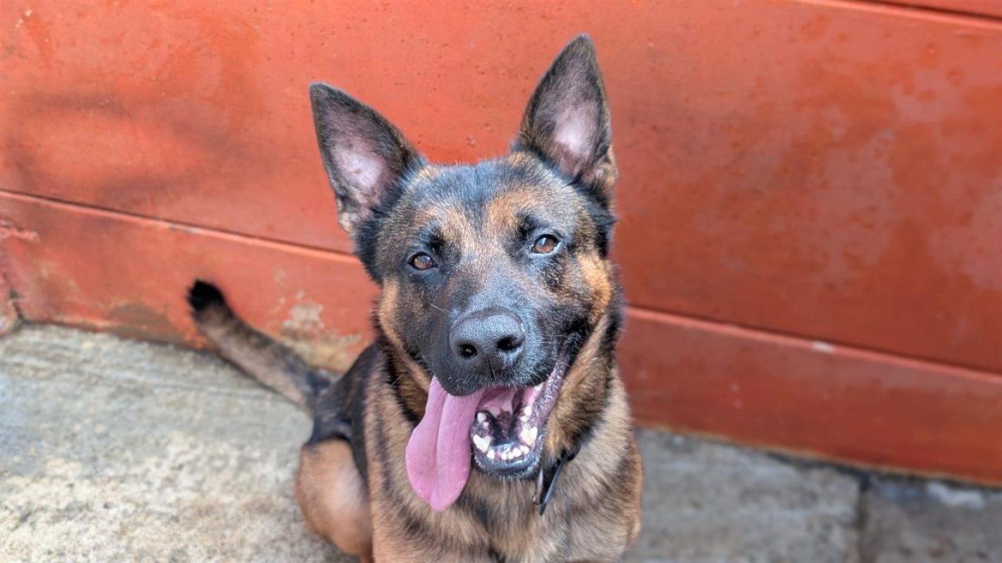 Volt - Chien à adopter - photo 2