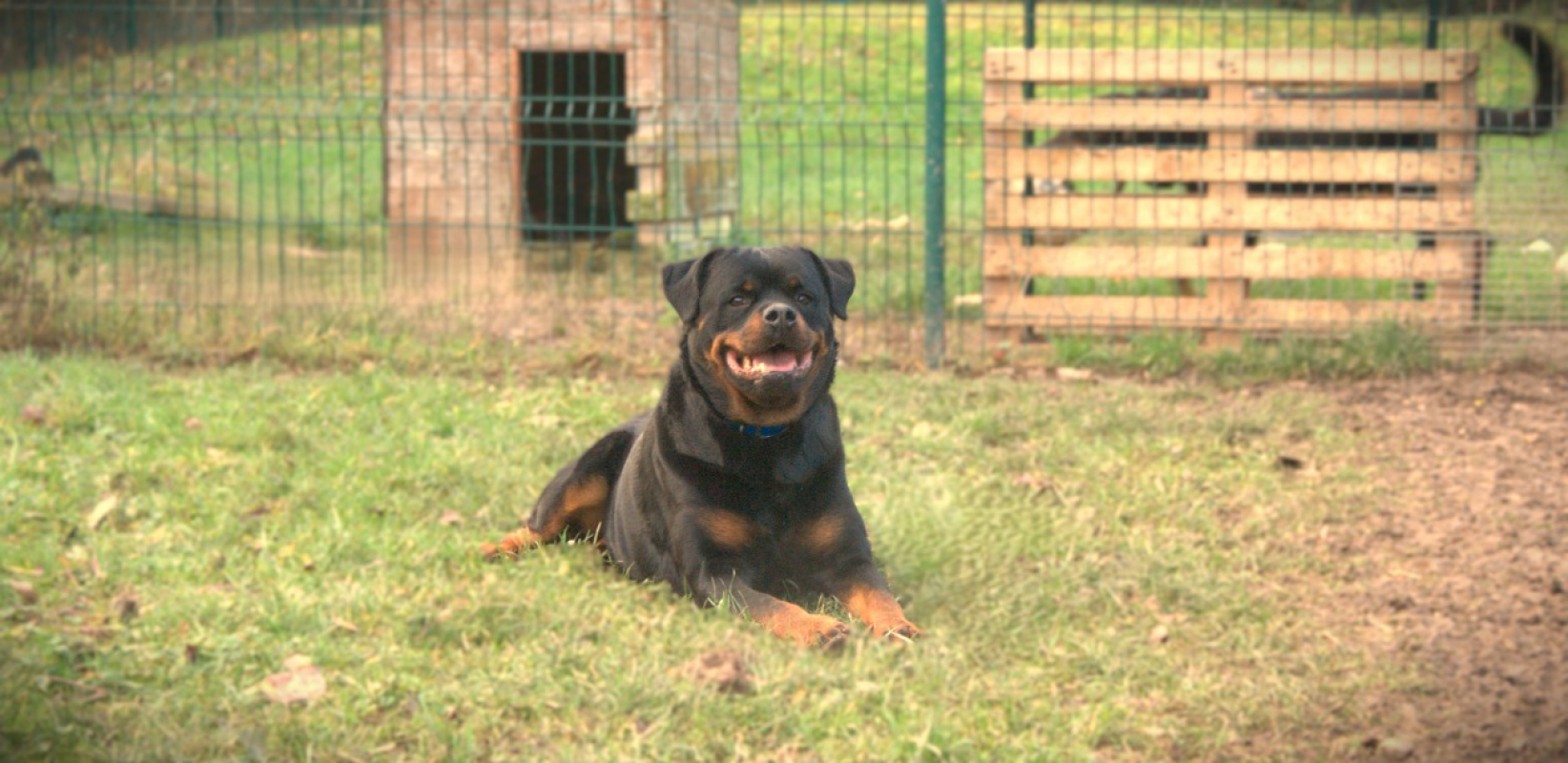 Photo #1 de Panthère