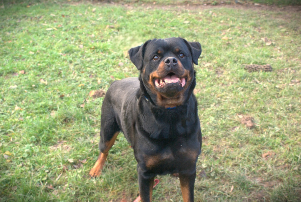 Photo #2 de Panthère