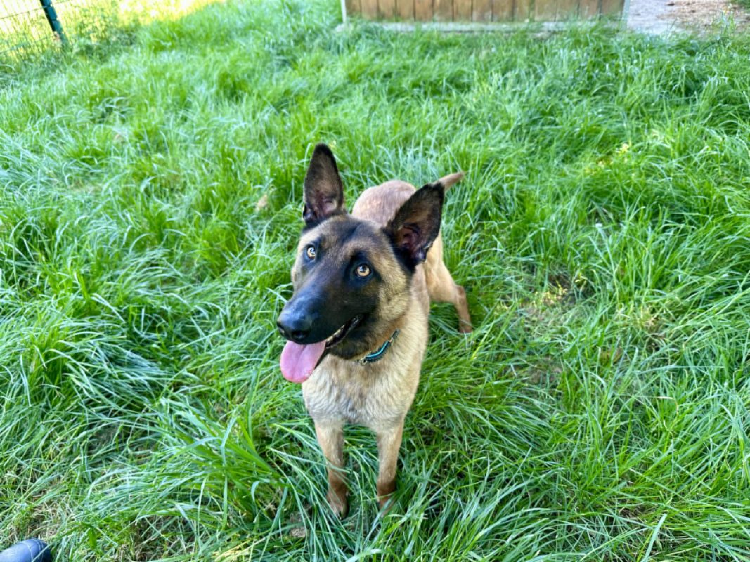 Venus - Chien Berger Belge Malinois à adopter
