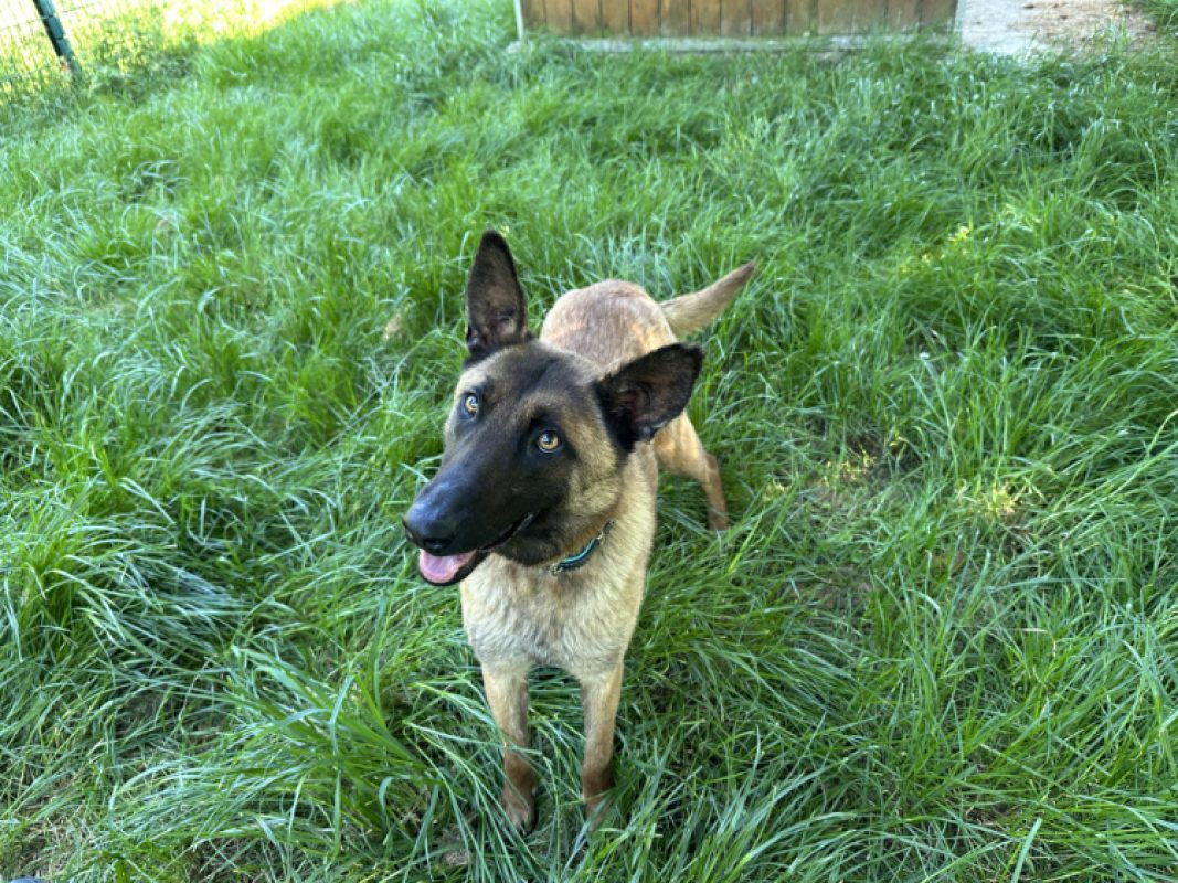 Venus - Chien Berger Belge Malinois à adopter - photo 2