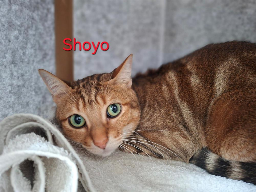 Photo de Shoyo