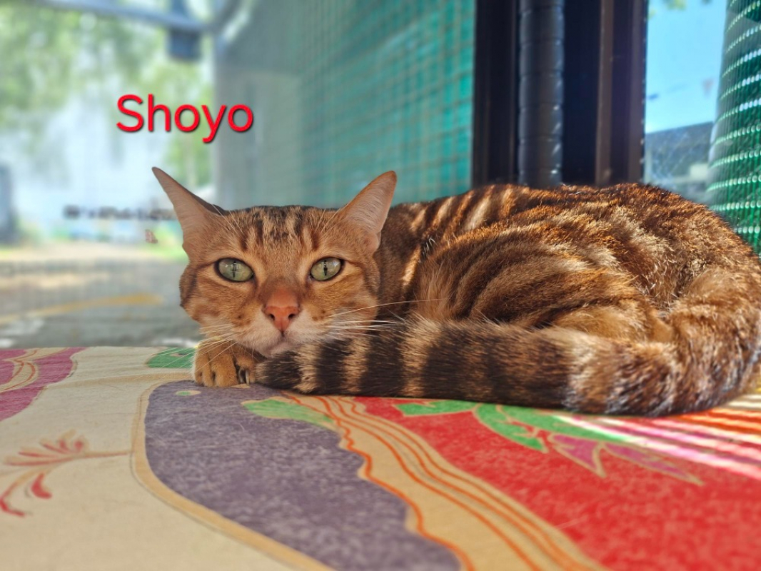 Photo de Shoyo