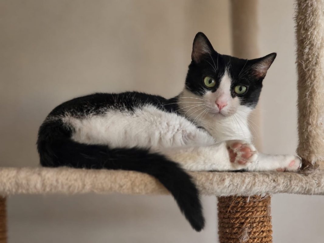 Marguerite - Chat Européen à adopter - photo 2