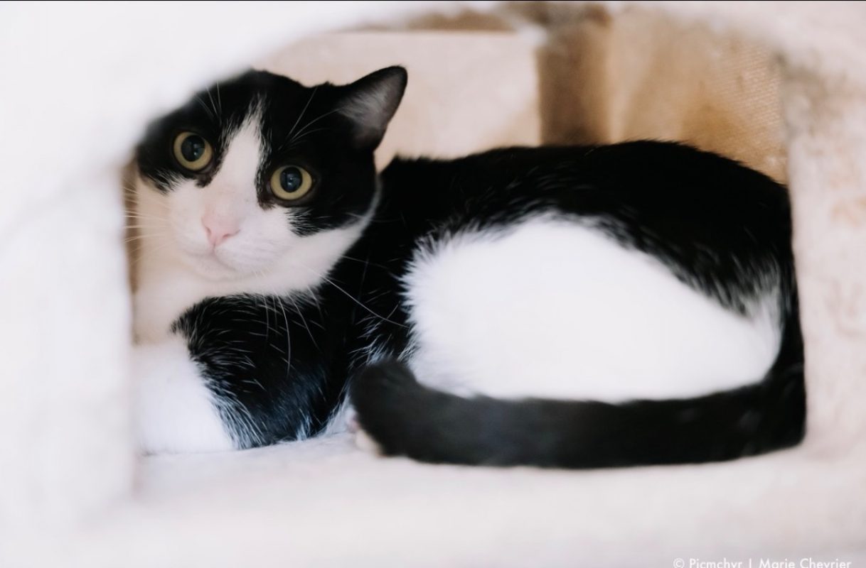 Marguerite - Chat Européen à adopter - photo 3