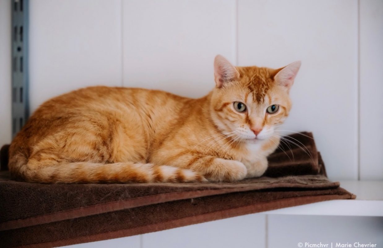 Doowap - Chat Européen à adopter - photo 2
