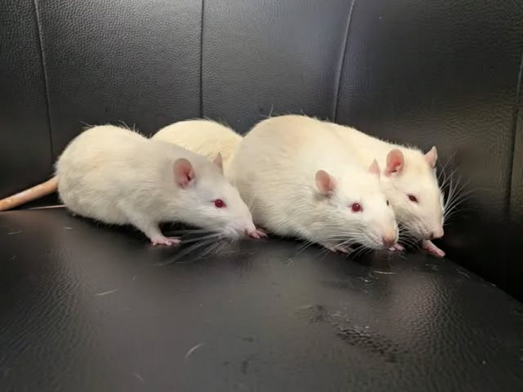 Photo de Kali