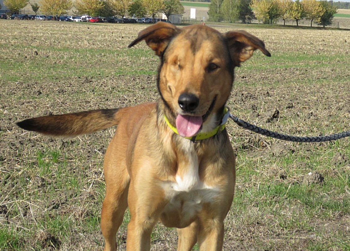 Maugrey - Chien à adopter
