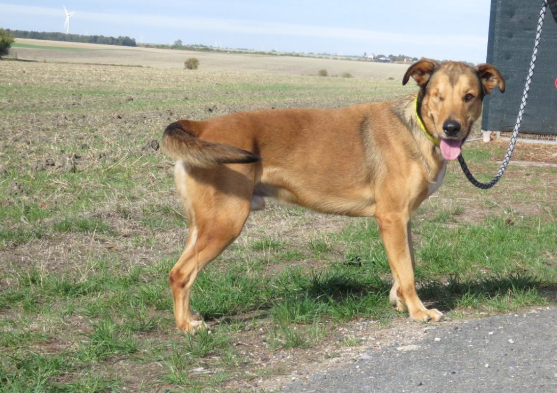Maugrey - Chien à adopter - photo 2