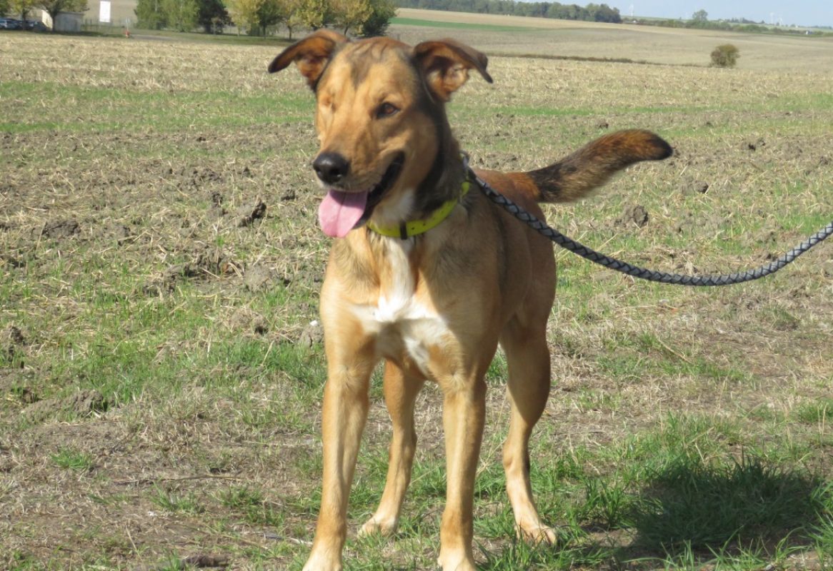 Maugrey - Chien à adopter - photo 3