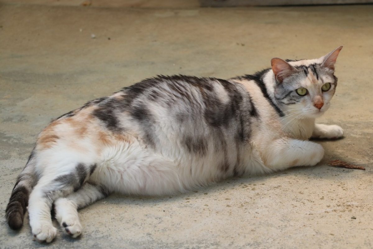 Chachou - Chat Européen à adopter - photo 3