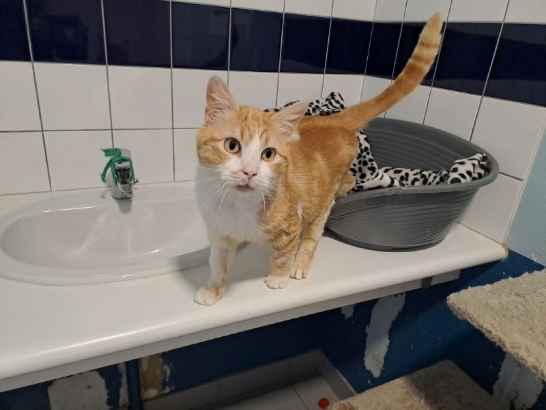 Tito - Chat Européen à adopter - photo 2