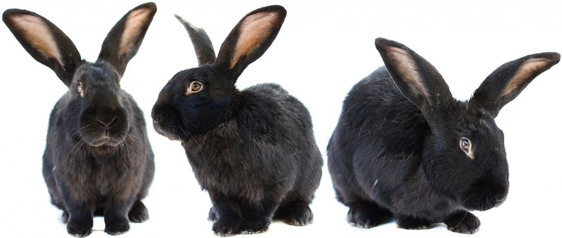 Photo de Panpan